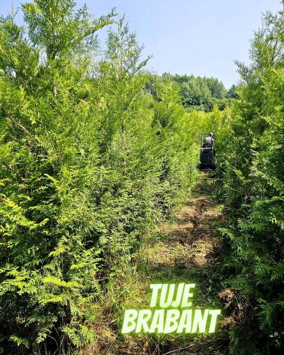 Tuja Brabant 250 , 220 cm SADZIMY (dostawa GRATIS cały kraj)
