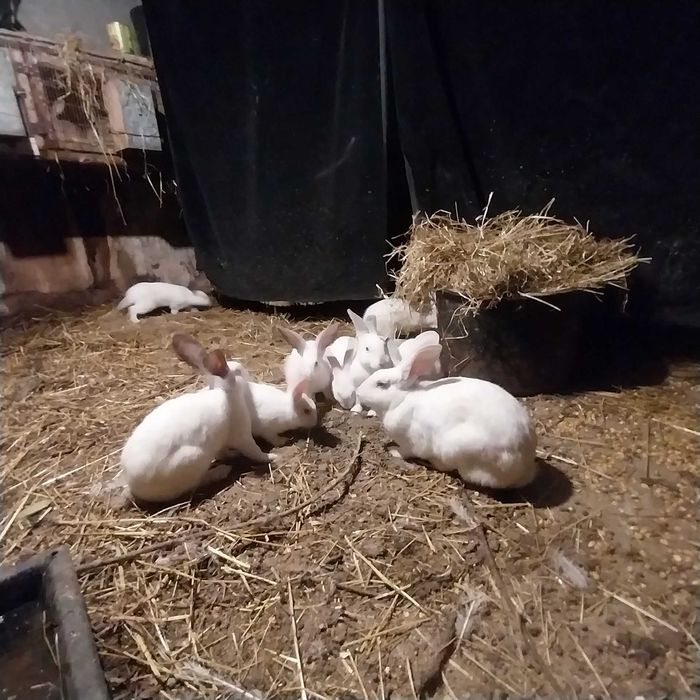 Coelhos caseiros brancos