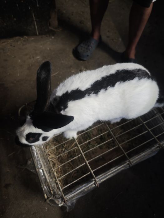 Sprzedam srokacze niemieckie