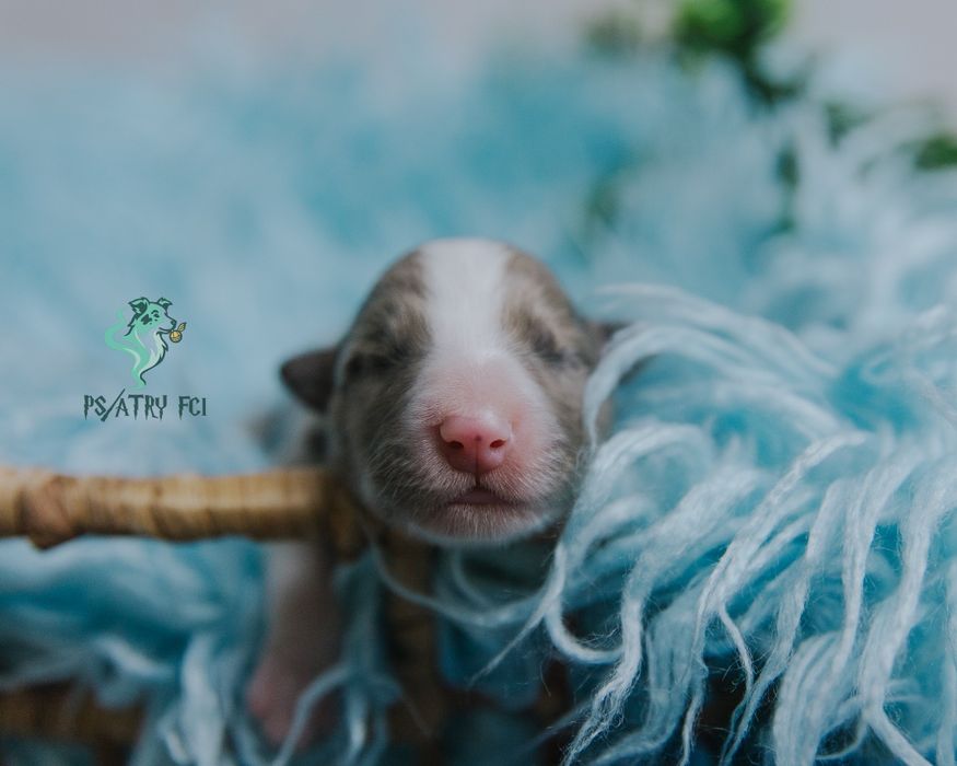 Psiatry FCI Border Collie blue merle chłopiec