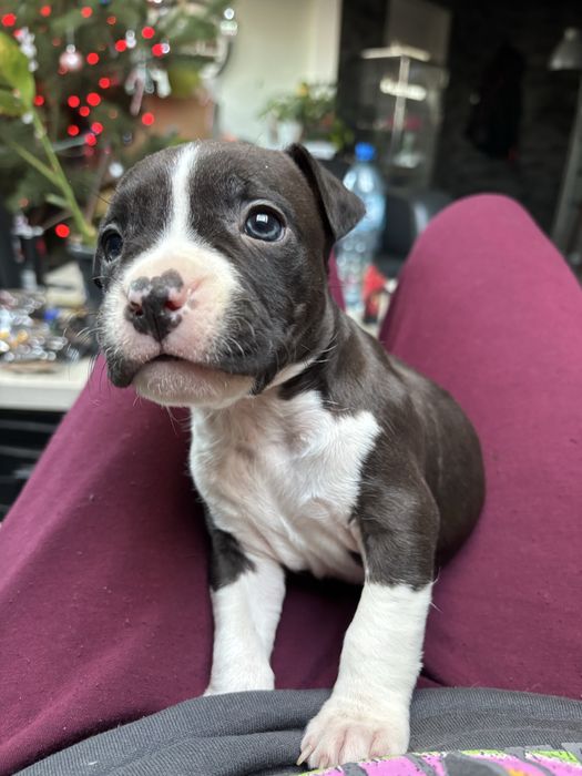 Amstaff szczeniak piesek