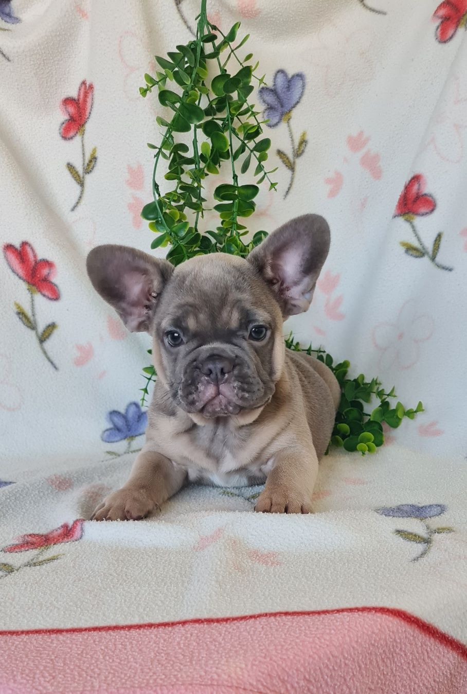 Estupenda menina robusta Bulldog/Bouledogue Francês. Qualidade