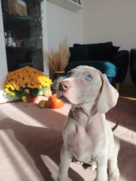 Wyżeł weimarski - szczenię - rezerwacje