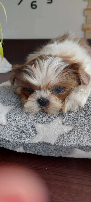 szczeniaczek SHIH TZU miniaturka umowa PASZPORT rodowód