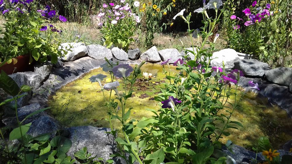 продаєм будинок із жилою літнєю кухнею