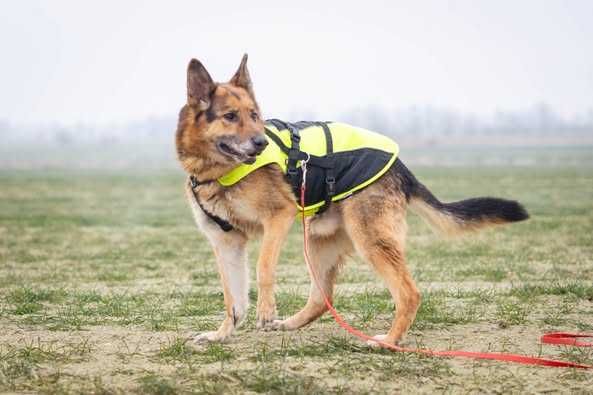 Posłuszny Axel owczarek pilnie szuka domku