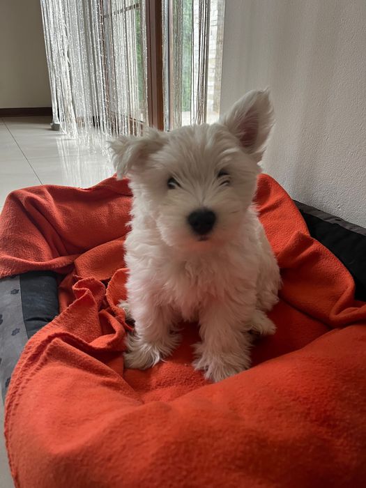 West Highland white terrier piesek