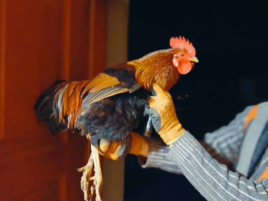 Koguty zielononożka