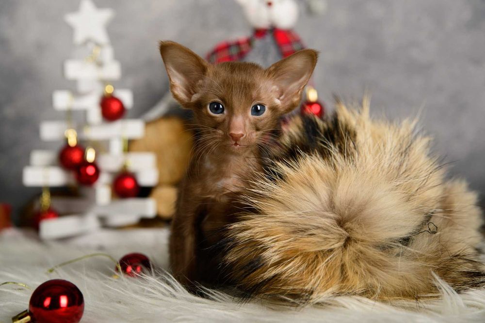 Ориентал. Орієнтал. Кошенята орі