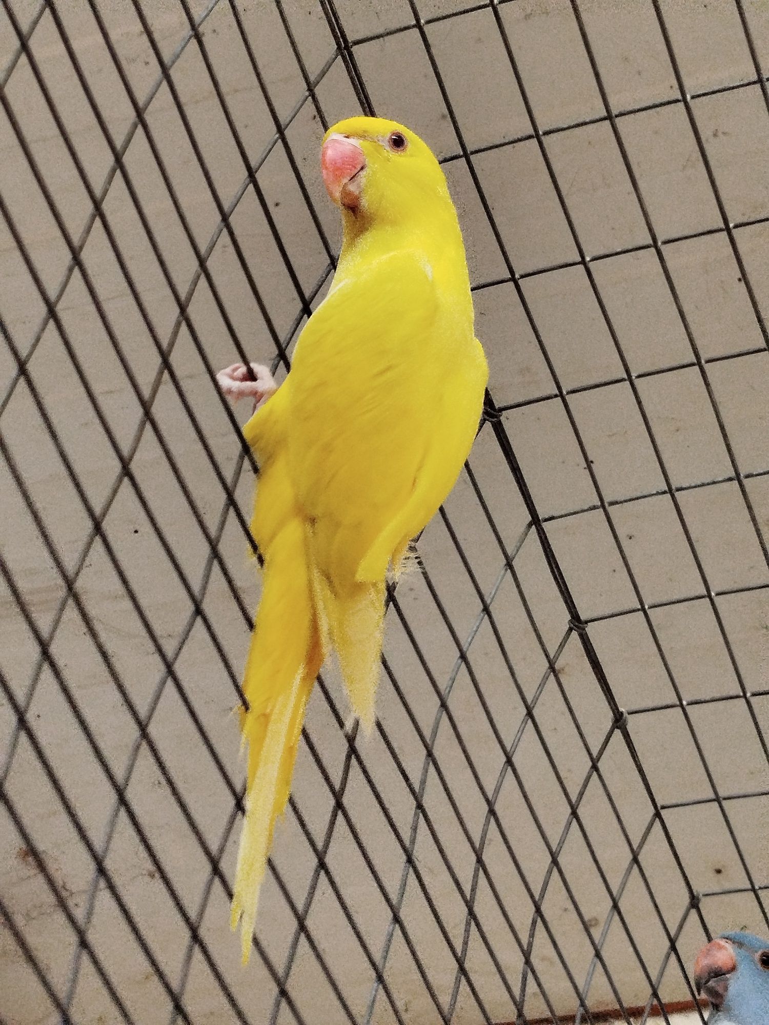 Ring neck Amarelo