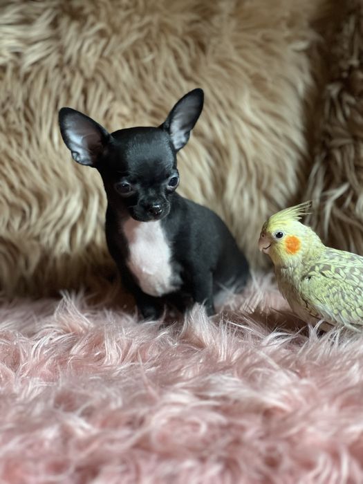 Chihuahua śliczna suczka