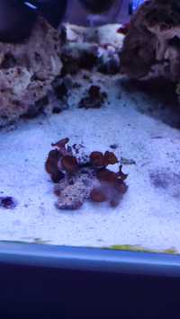 Koralowiec akwarium morskie palythoa