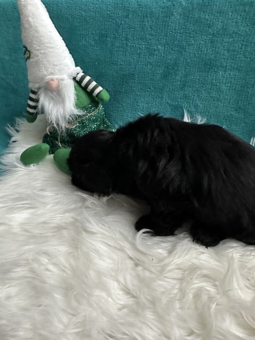 Shih-tzu śliczny czarny piesek-ZAREZERWOWANY