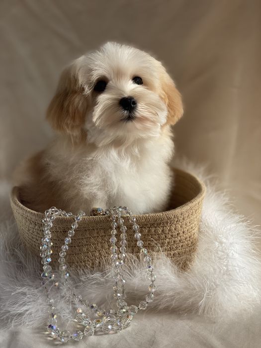 Мальтипу ф1 Boy