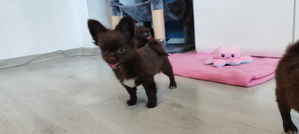Chihuahua piesek suczka szczeniak ZKwP FCI czekoladowy mini