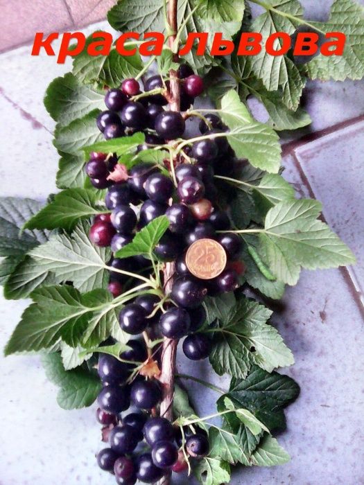 саженцы крупноплодной смородины