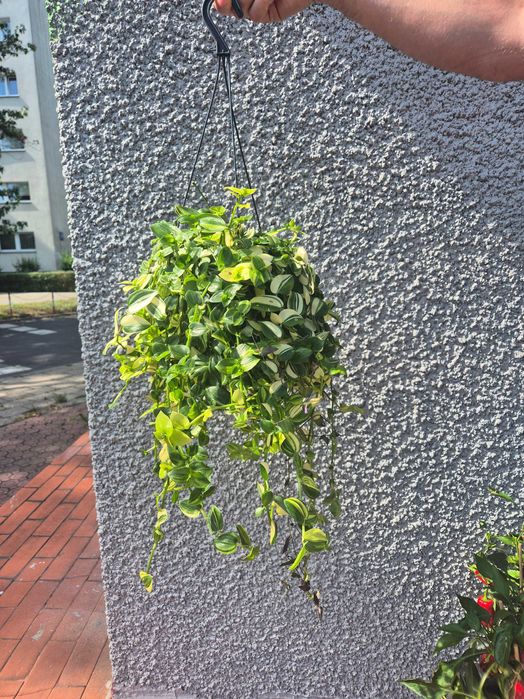Trzykrotka Tradescantia Fluminensis 64cm