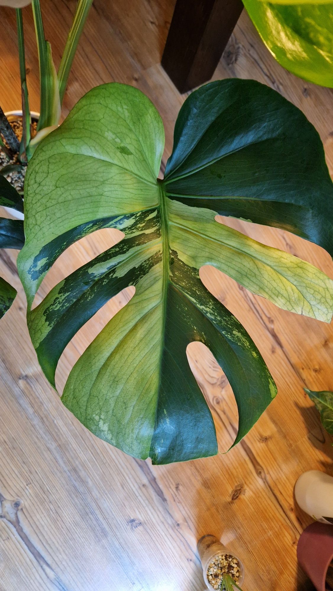 Monstera Green on Green (GoG)