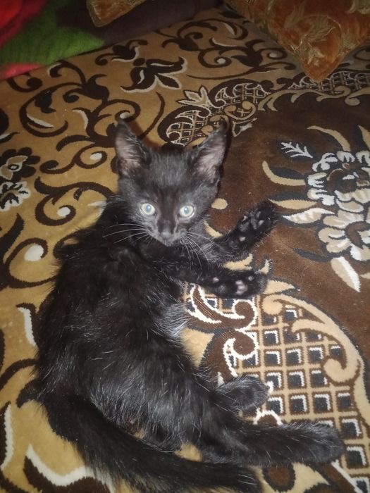 Віддам котят безкоштовно