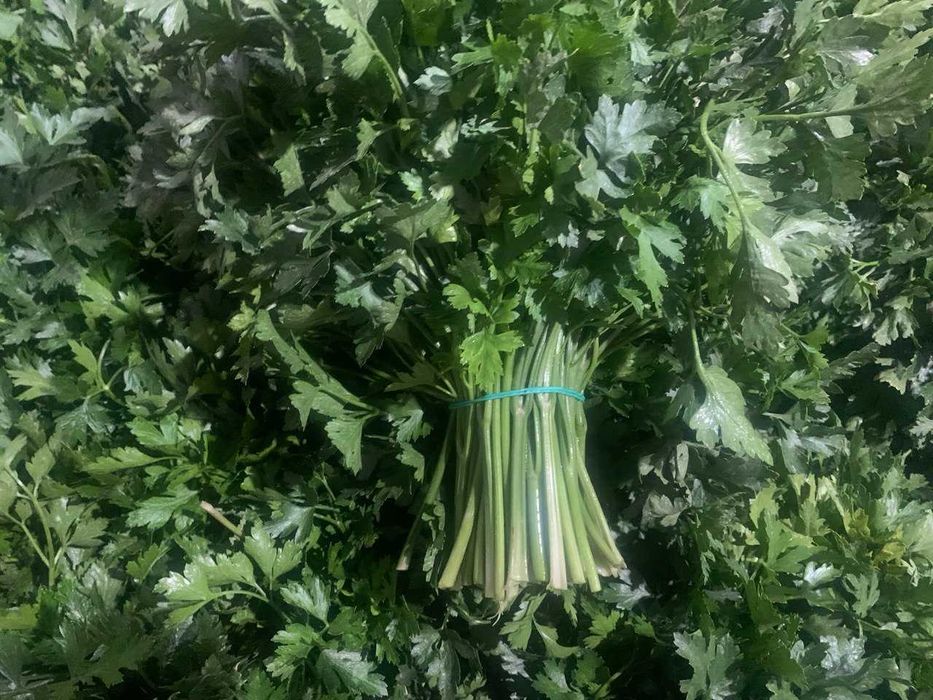 Свежая зелень - Укроп Петрушка оптом; Сушенный Базилик.