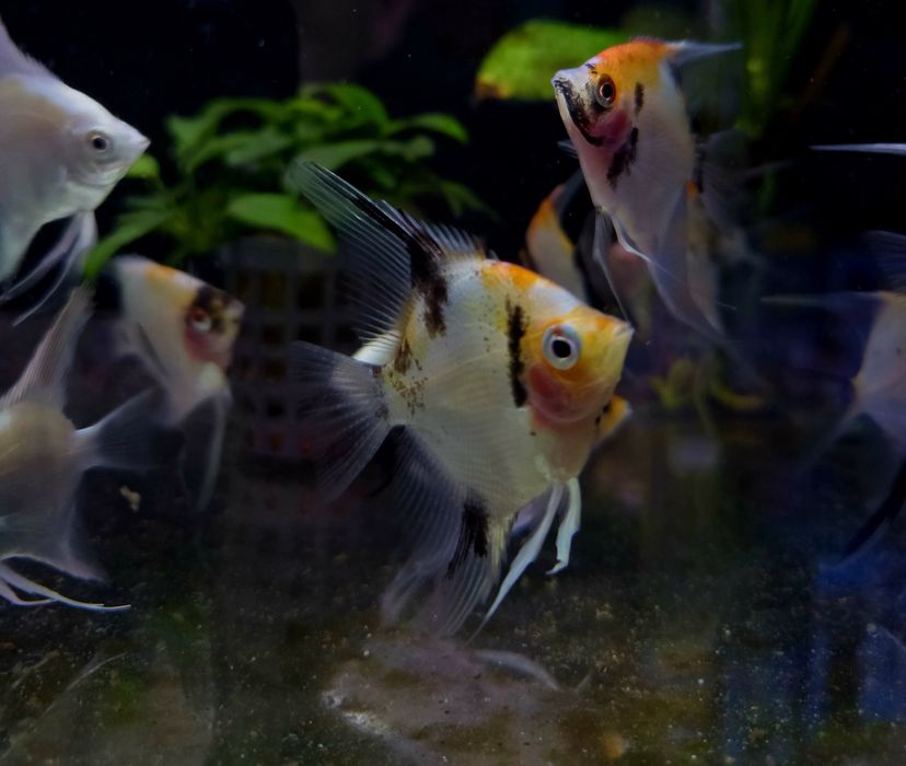 Skalar koi (wysyłamy)