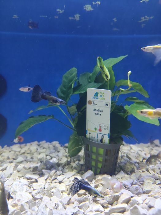 Diversas plantas aquário
