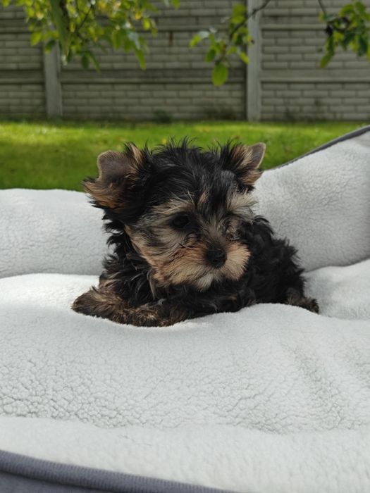 Yorkshire Terrier - suczka - ZKwP