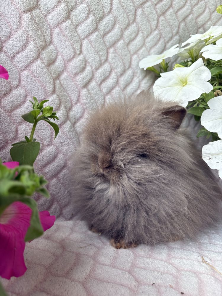 Karzełek Teddy , królik miniaturka , mini lop