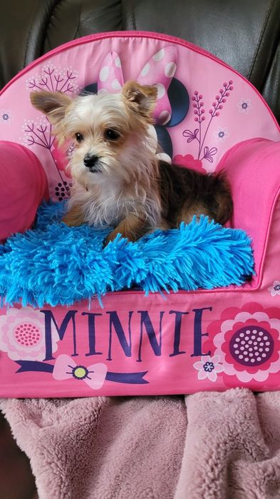 York maleńki piesek z wyprawką