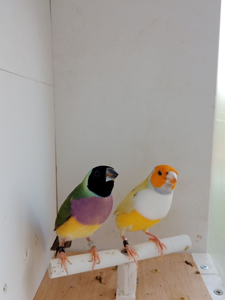 Casais de diamante de gould