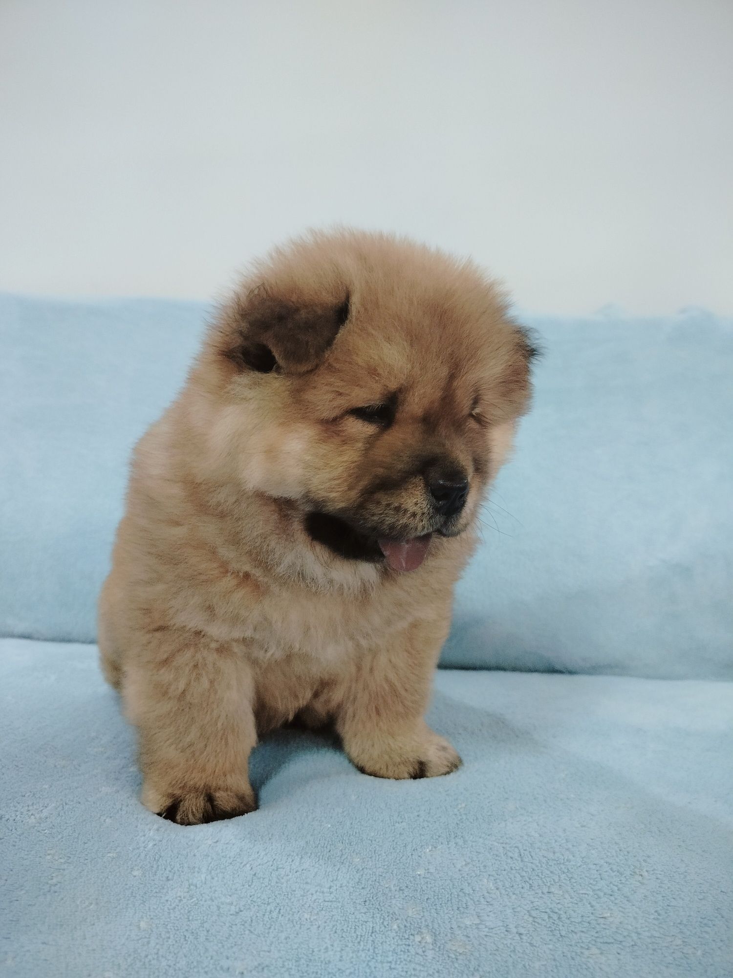 Rudy Piesek Chow Chow