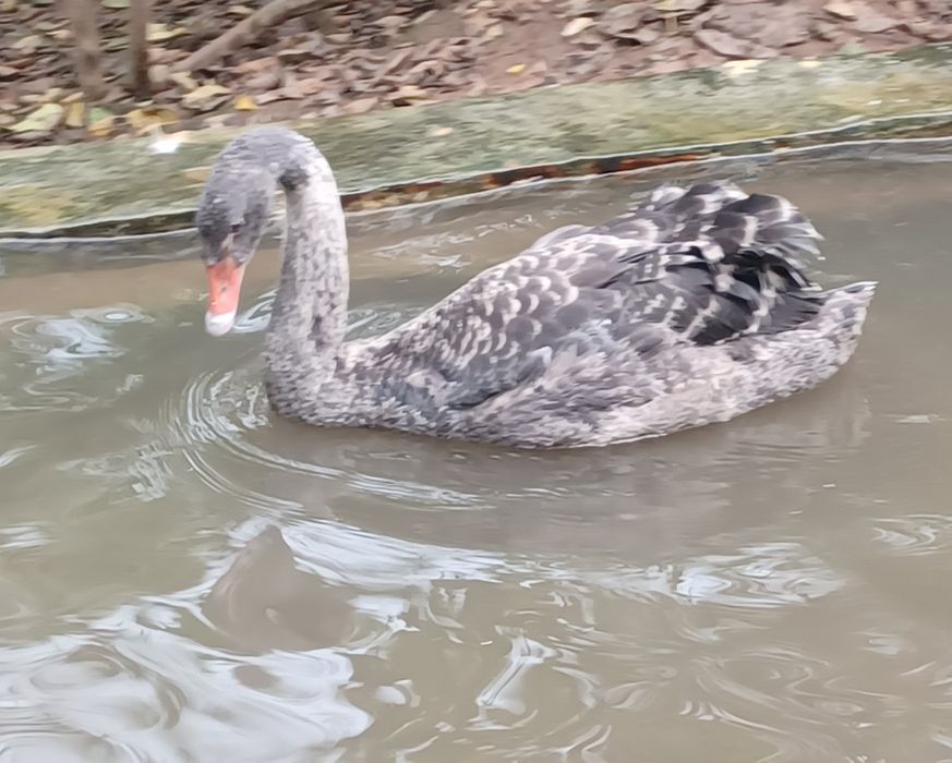 Cisne macho novo