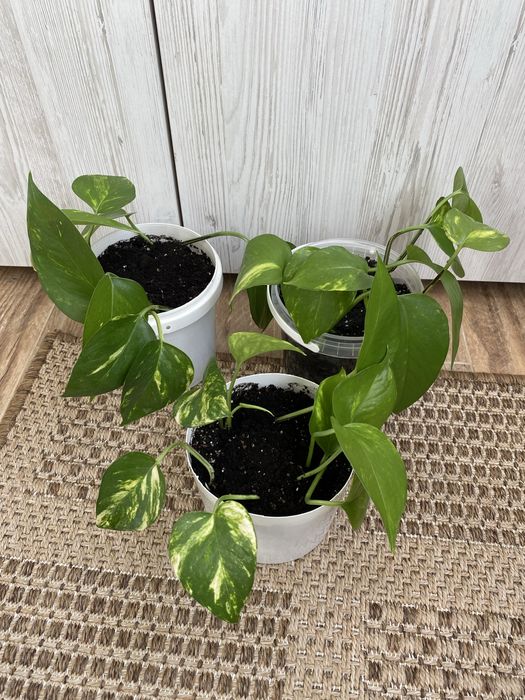 Епіпремнум, Сциндапсус