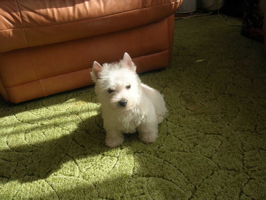 West Terrier -śnieżynka już do odbioru