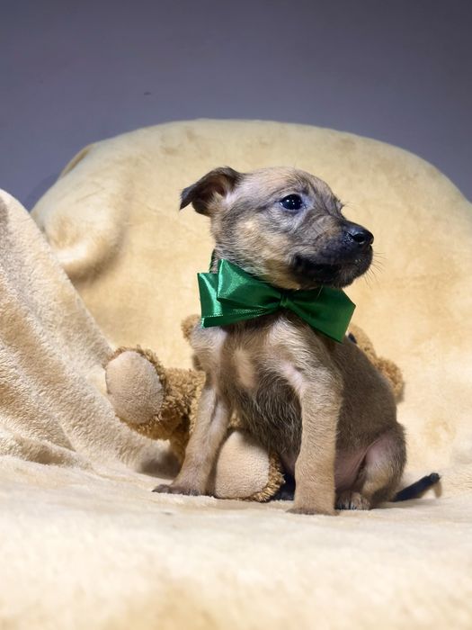 Харизматичний цуцик шукає дім