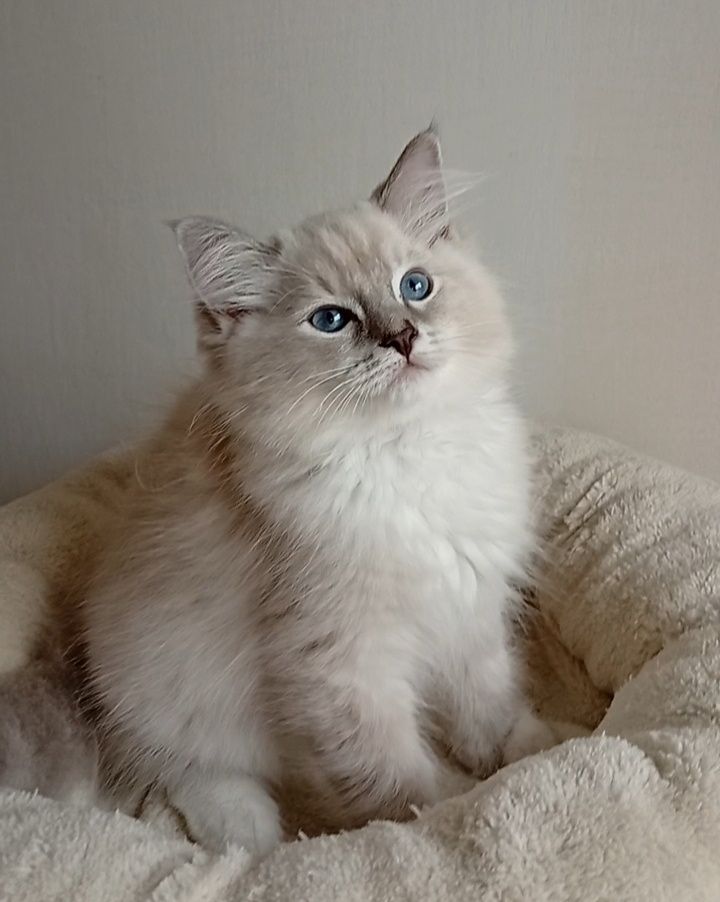 Ragdoll kociak FPL