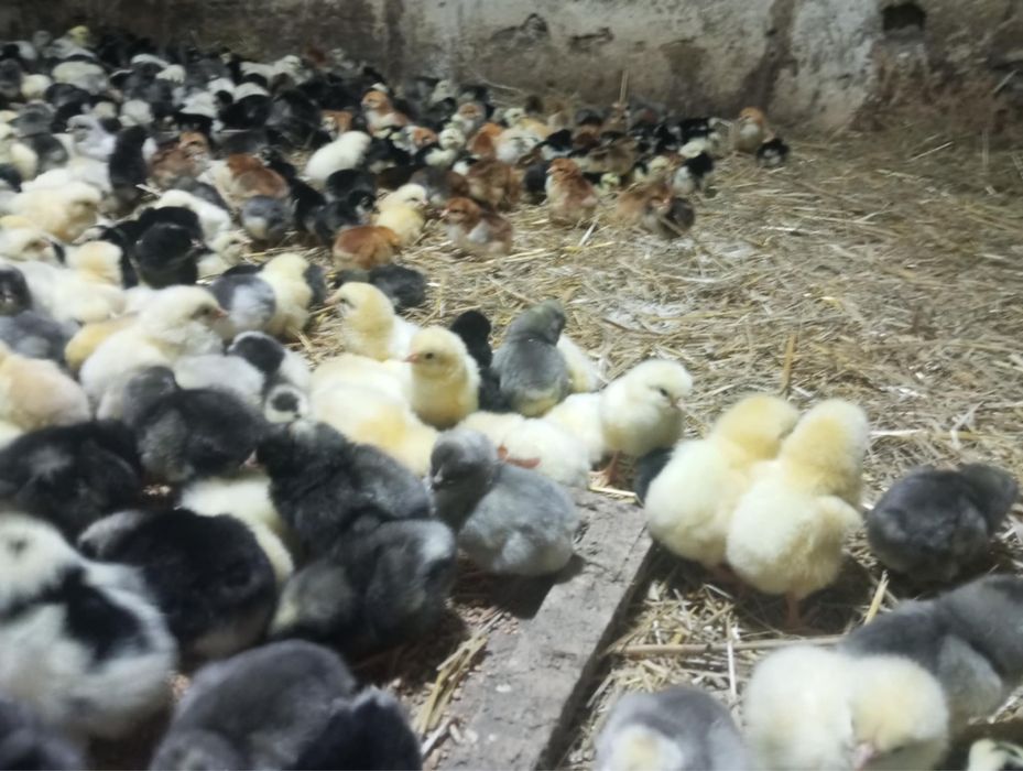 Kurczęta 5 dniowe - Dominant blue, tricolor oraz czubate