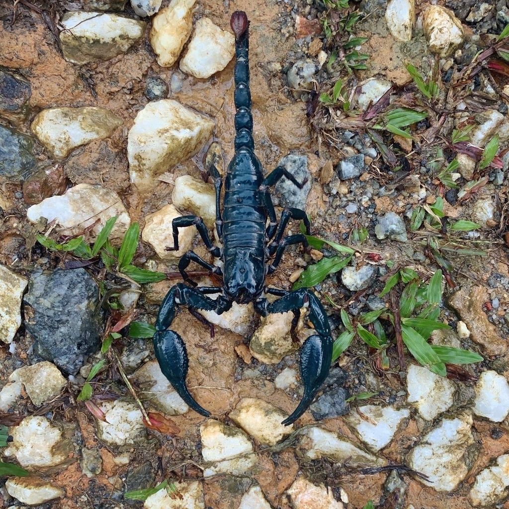 Малазийский лесной скорпион (Heterometrus spinifer)