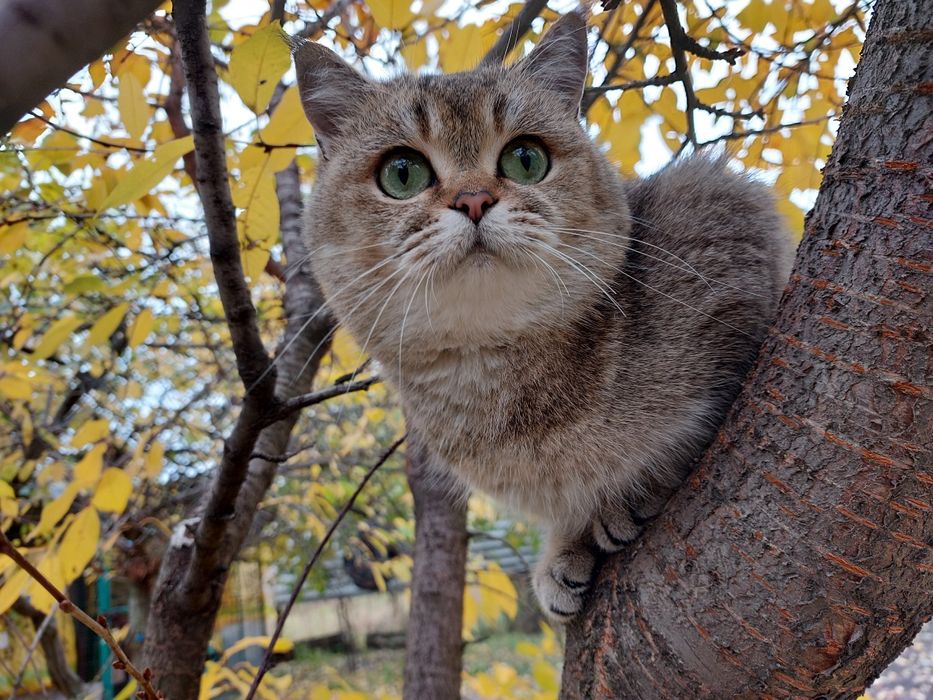 Кішечка в добрі руки