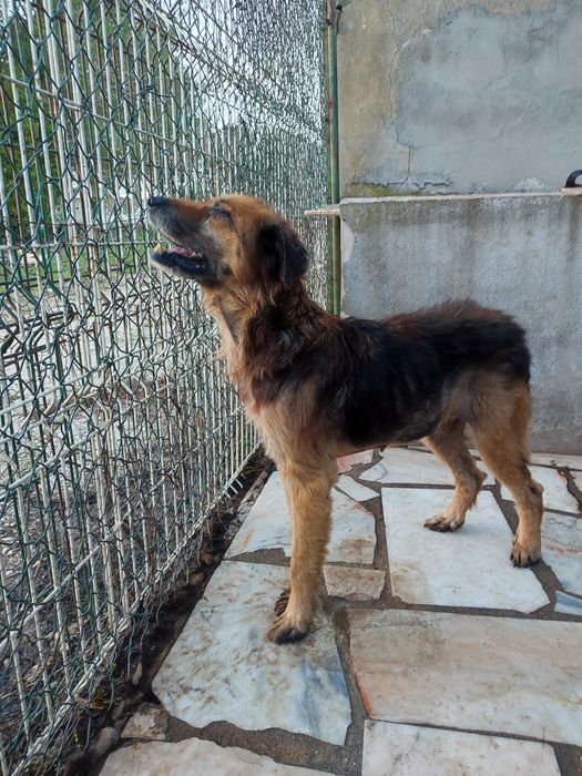 Cadela cega a precisar de ajuda