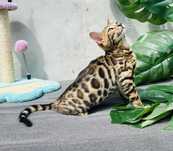 Fantastyczny rudy Bengal. Legalna Hodowla