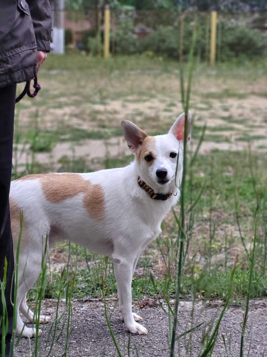 Маленький песик шукае добрі руки