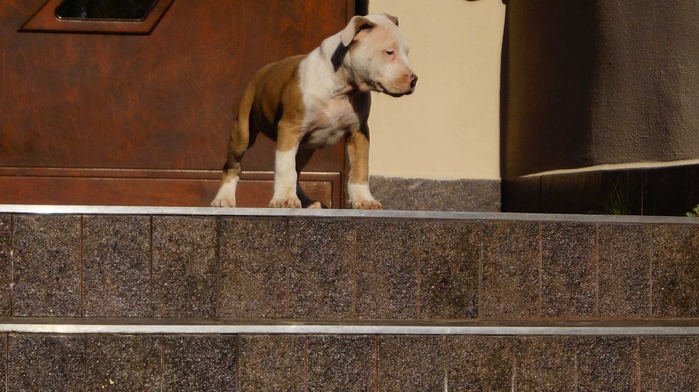 Lolek, mocny samiec Amstaff,  szczeniak z rodowodem,  do odbioru