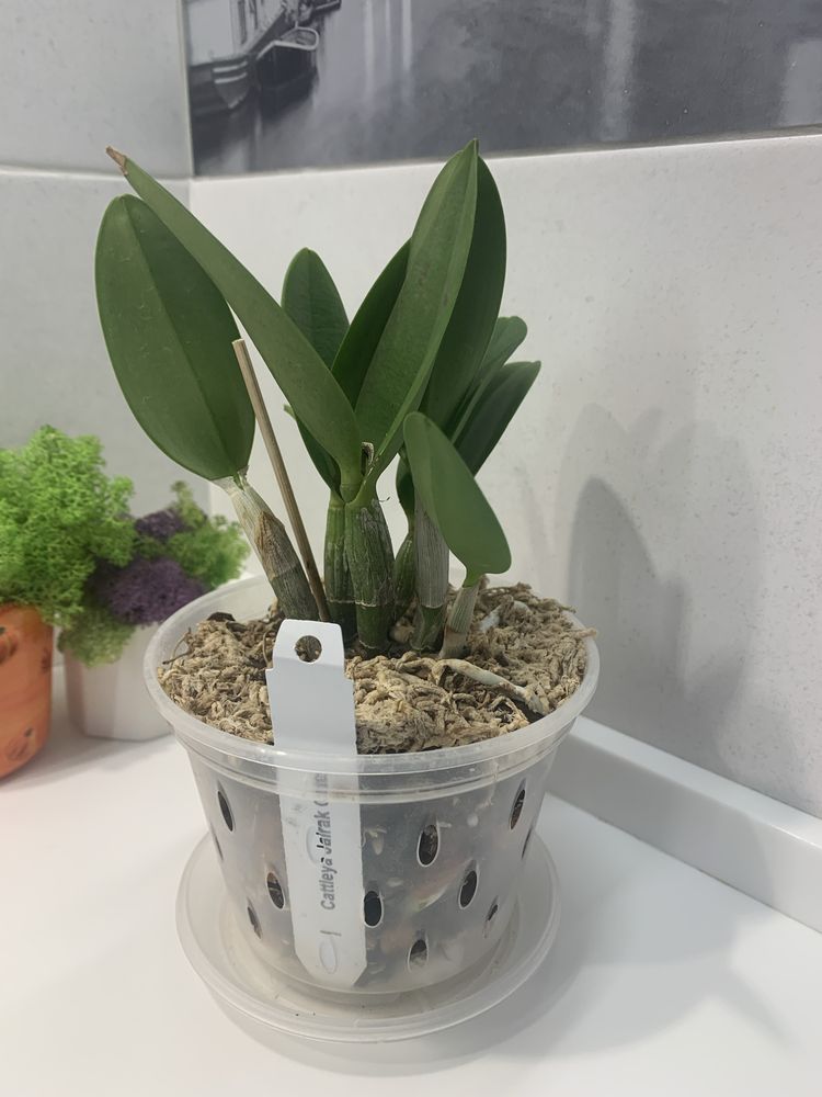 Орхідея mini Cattleya Jairak Cute