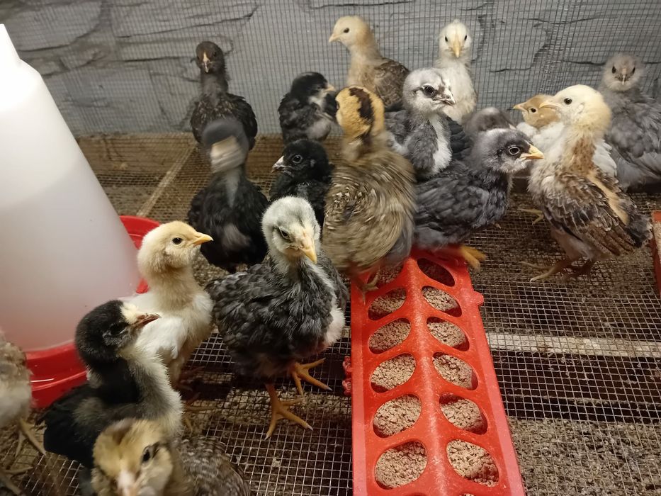 Kura kury aracuany naturalne ekologiczne araucany pisklaki araucany ku