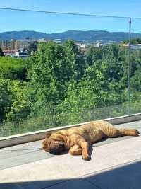 Shar pei de 6 meses