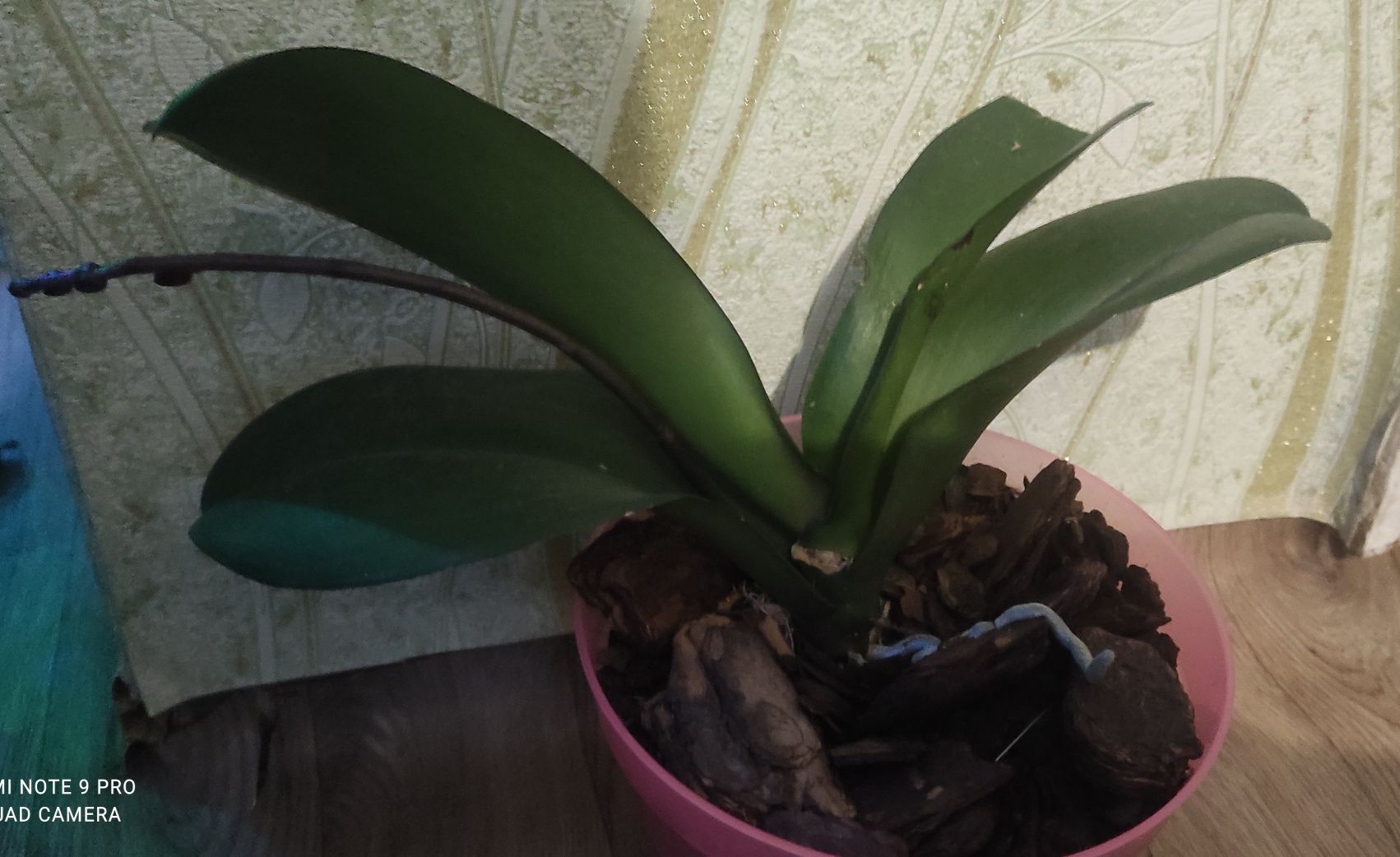 Орхидея малинового цвета