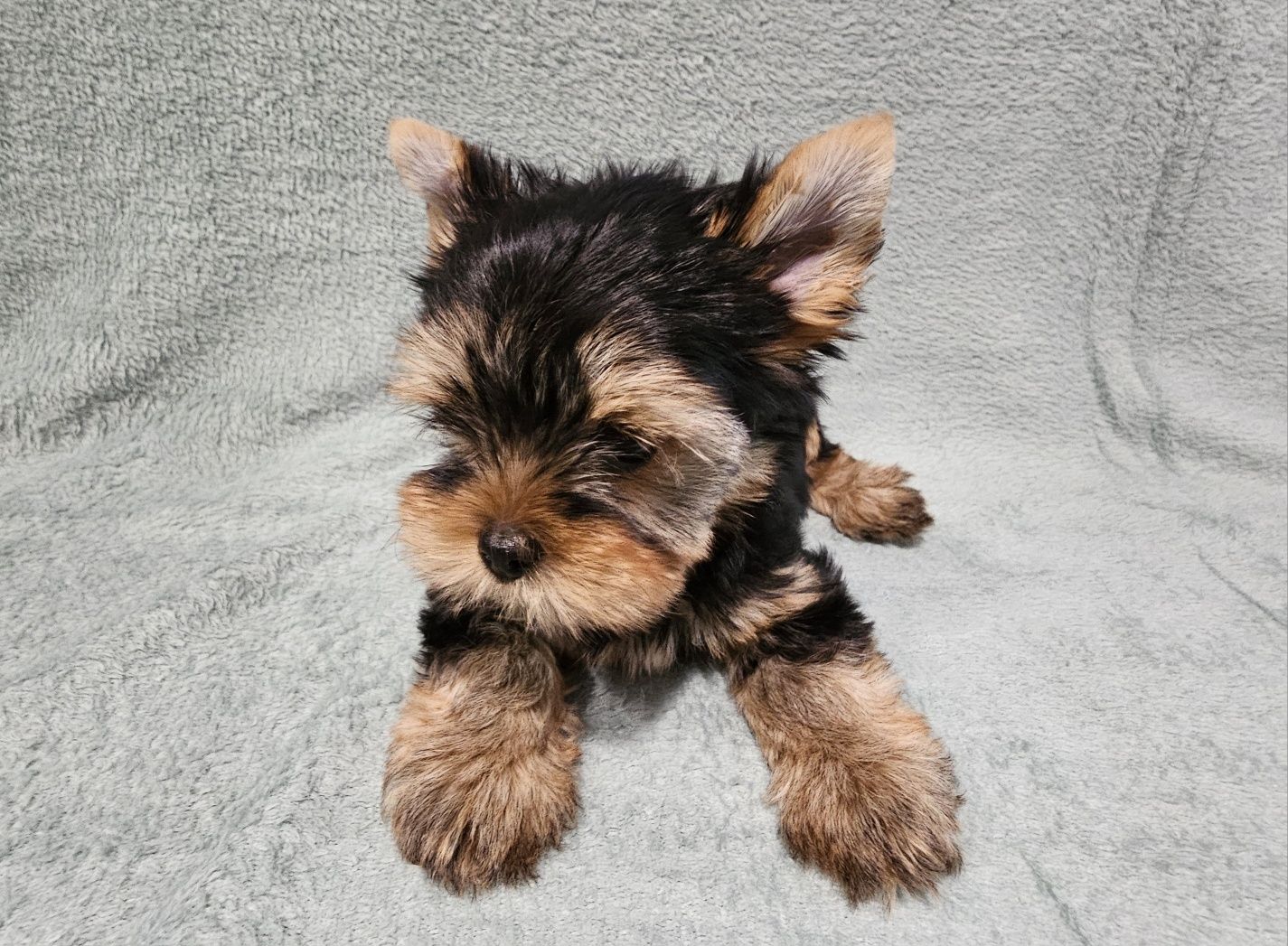 Yorkshire terrier Black and Tan samiec