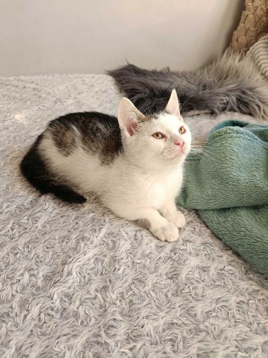 Kto pokocha Barnabę?