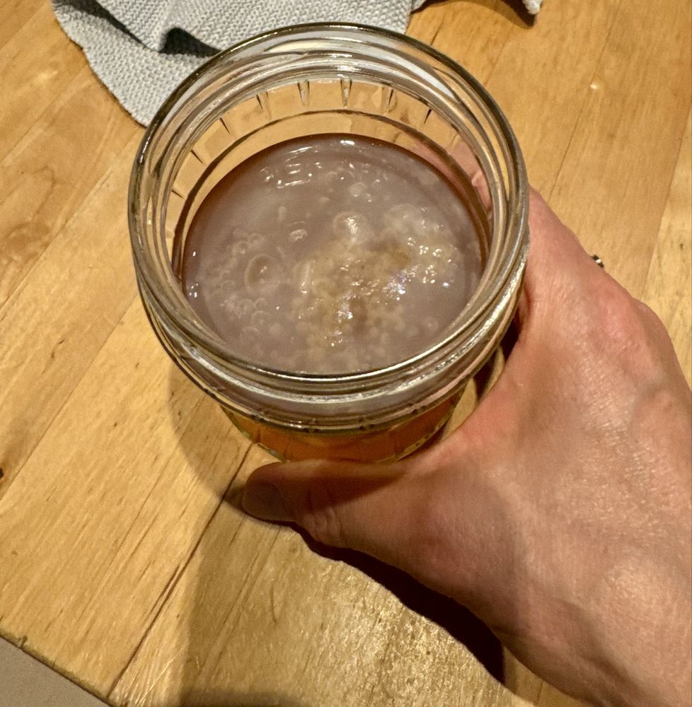 Scooby kombucha domowa